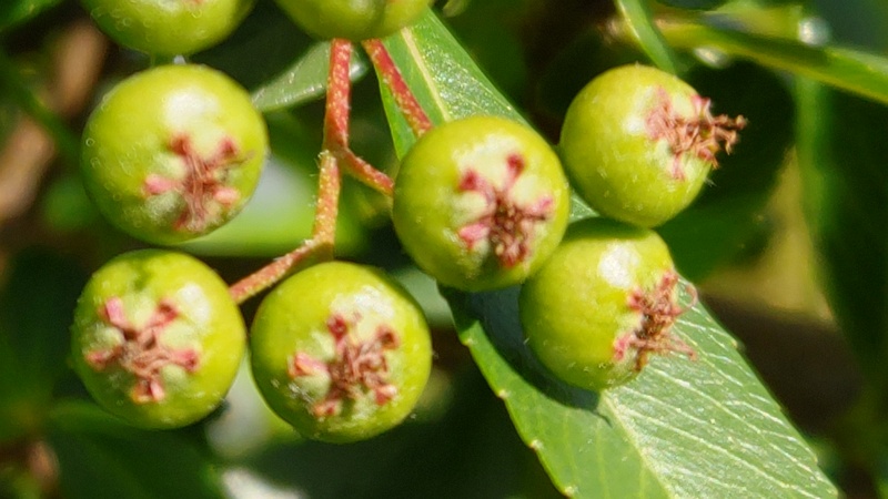 イヌツゲの果実 横浜市旭区今宿南町