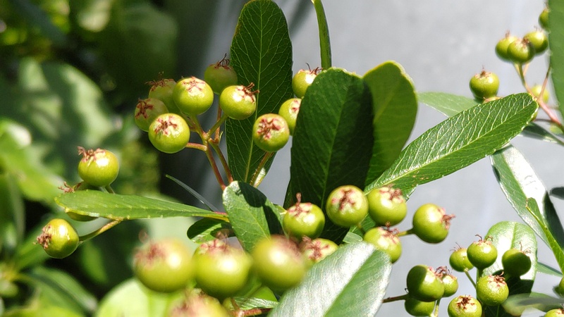 イヌツゲの果実 横浜市旭区今宿南町