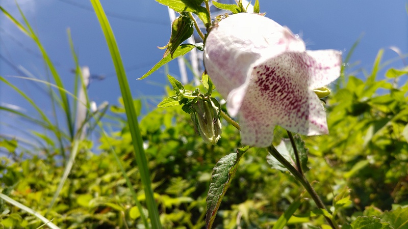 ホタルブクロの花 横浜市旭区今宿南町