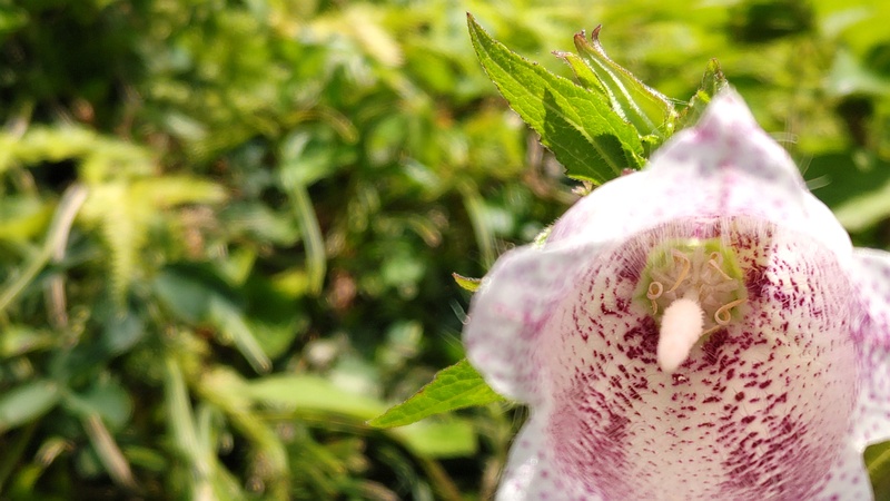 ホタルブクロの花 横浜市旭区今宿南町
