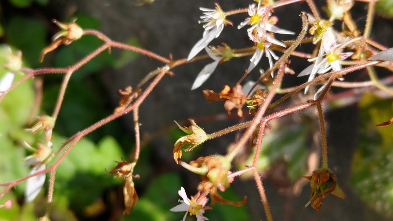 ユキノシタの花と若い果実 横浜市旭区今宿南町