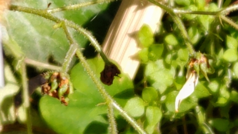 ユキノシタの若い果実 横浜市旭区今宿南町