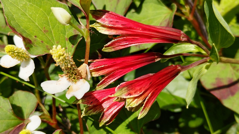 ユリズイセンの蕾とドクダミの花 横浜市旭区今宿南町