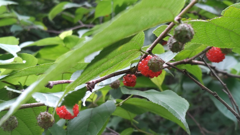 ヒメコウゾの果実 横浜市旭区今宿南町