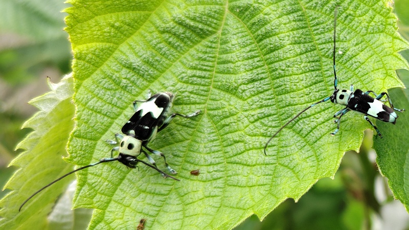 カラムシのラミーカミキリ 横浜市旭区今宿南町