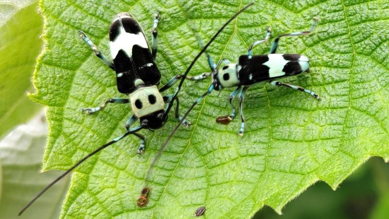 カラムシのラミーカミキリ 横浜市旭区今宿南町