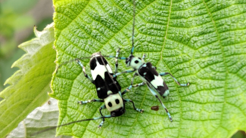 カラムシのラミーカミキリ 横浜市旭区今宿南町