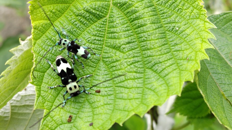 カラムシのラミーカミキリ 横浜市旭区今宿南町