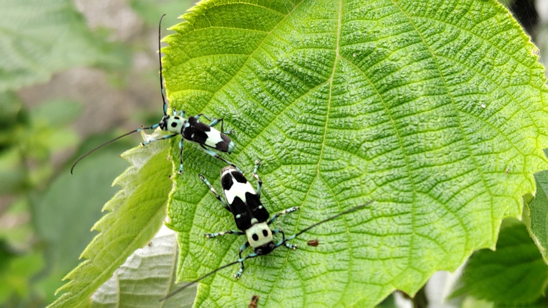 カラムシのラミーカミキリ 横浜市旭区今宿南町
