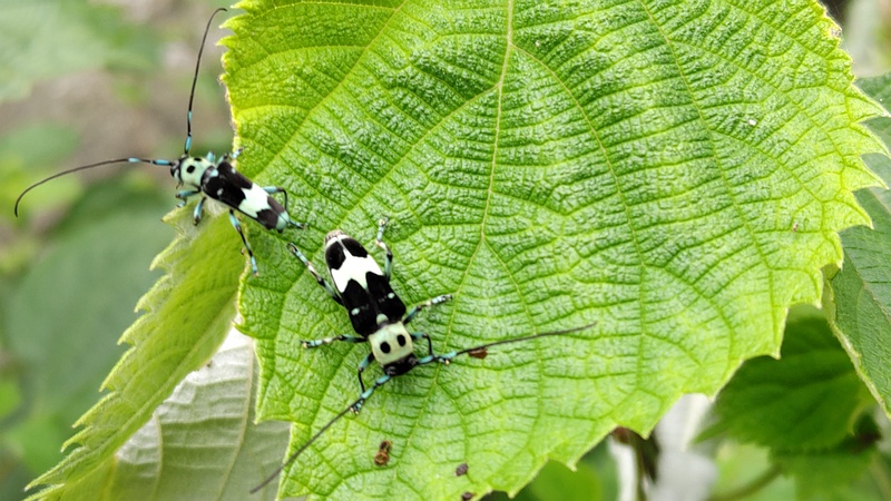 カラムシのラミーカミキリ 横浜市旭区今宿南町