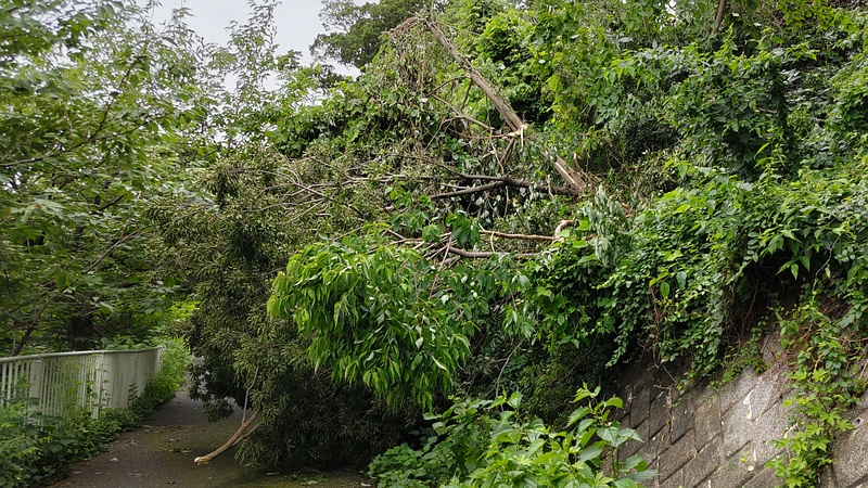 暴風雨での倒木 横浜市旭区今宿南町