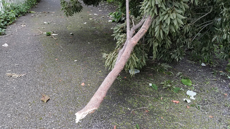 暴風雨での倒木 横浜市旭区今宿南町