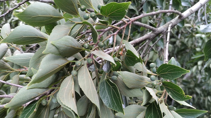 エノキの果実 横浜市旭区今宿南町