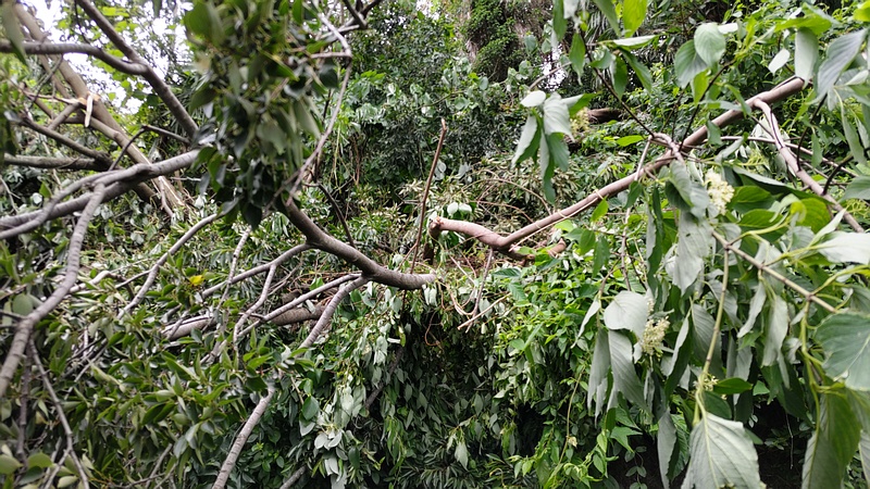 暴風雨での倒木 横浜市旭区今宿南町