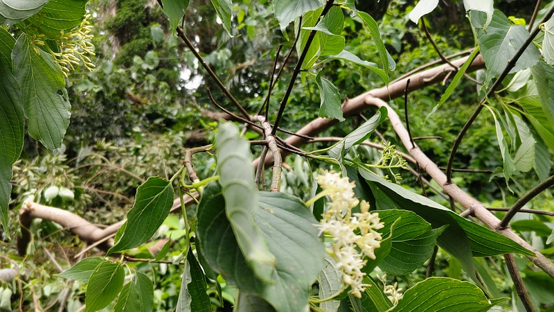 クマノミズキの花