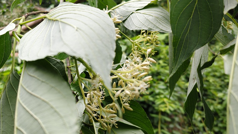 ミズキの花 横浜市旭区今宿南町