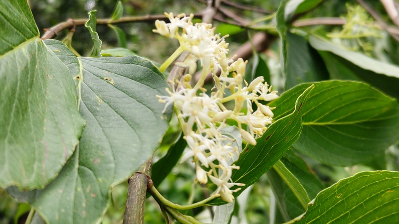 ミズキの花 横浜市旭区今宿南町