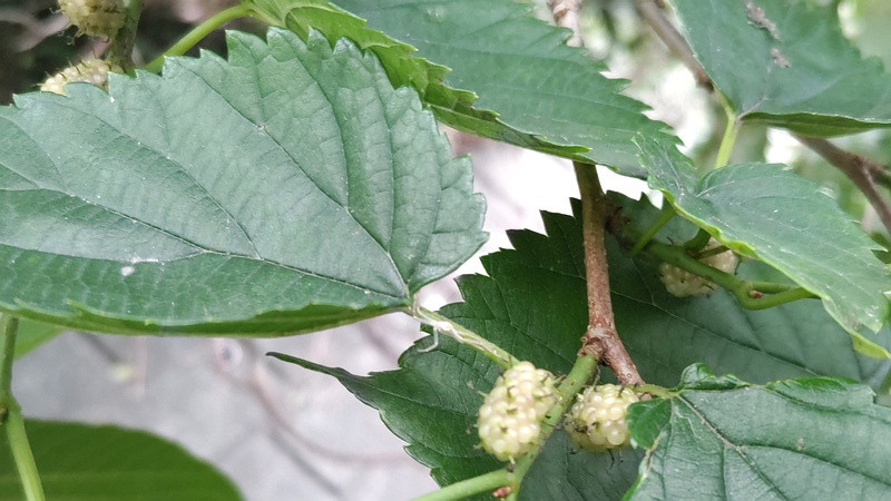 クワの白い実 横浜市旭区今宿南町