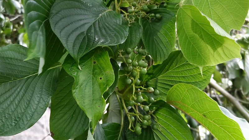 ミズキの果実 横浜市旭区今宿南町