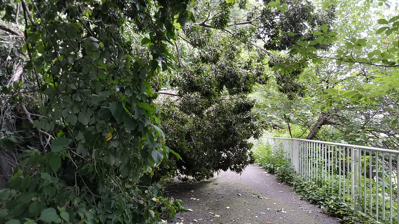 暴風雨での倒木 横浜市旭区今宿南町