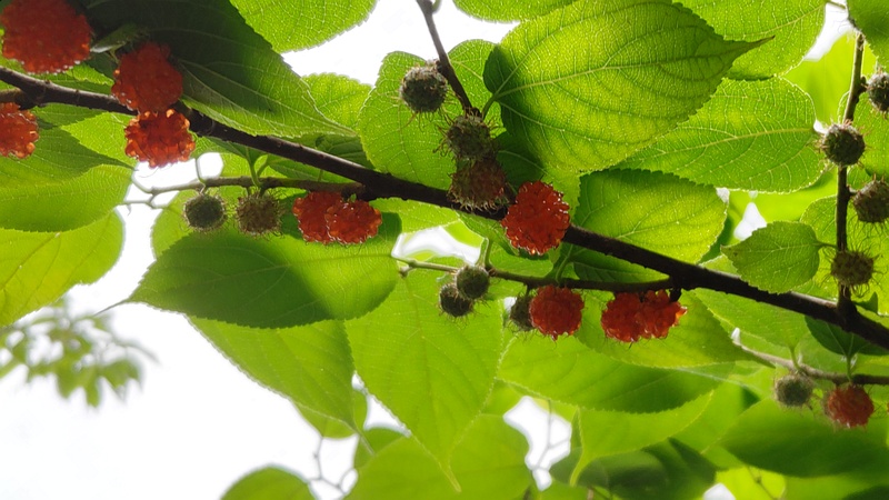 ヒメコウゾの果実 横浜市旭区今宿南町