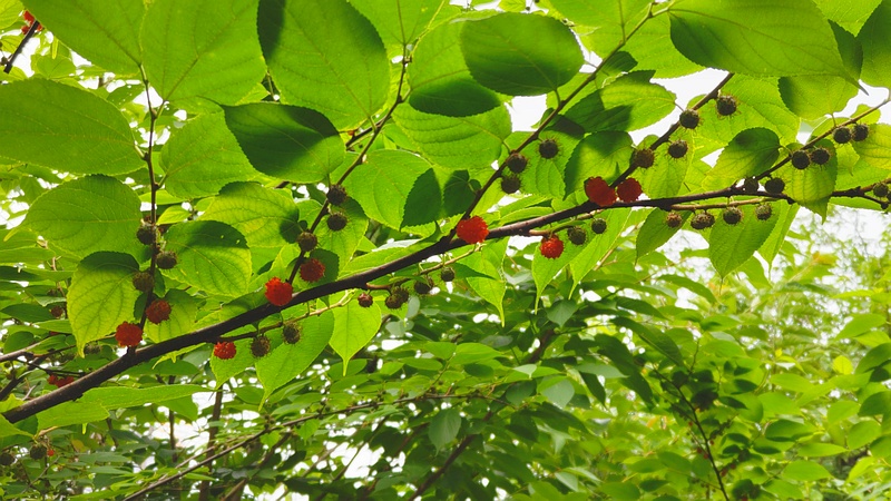 ヒメコウゾの果実 横浜市旭区今宿南町