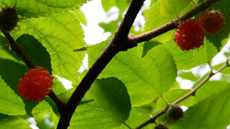 ヒメコウゾの果実 横浜市旭区今宿南町