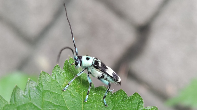 カラムシのラミーカミキリ♂ 横浜市旭区今宿南町