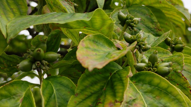 ハナミズキの若い果実 横浜市旭区今宿東町