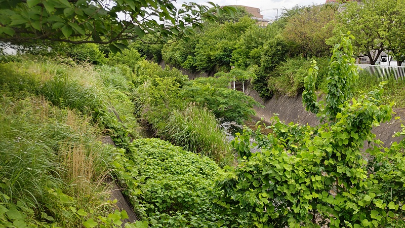 帷子川中流域 横浜市旭区鶴ヶ峰本町