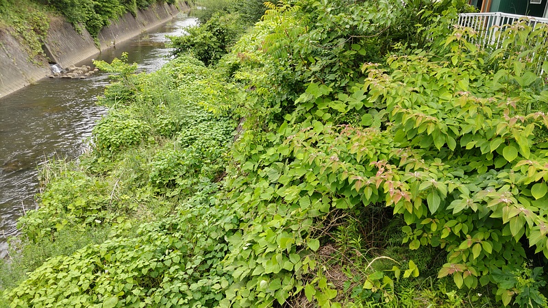 帷子川中流域 横浜市旭区鶴ヶ峰本町