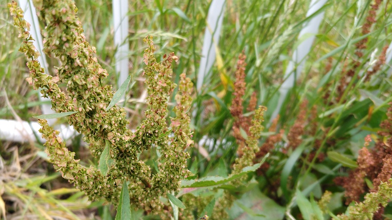 ギシギシの花 横浜市旭区鶴ヶ峰本町