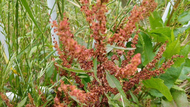 ギシギシの果実 横浜市旭区鶴ヶ峰本町