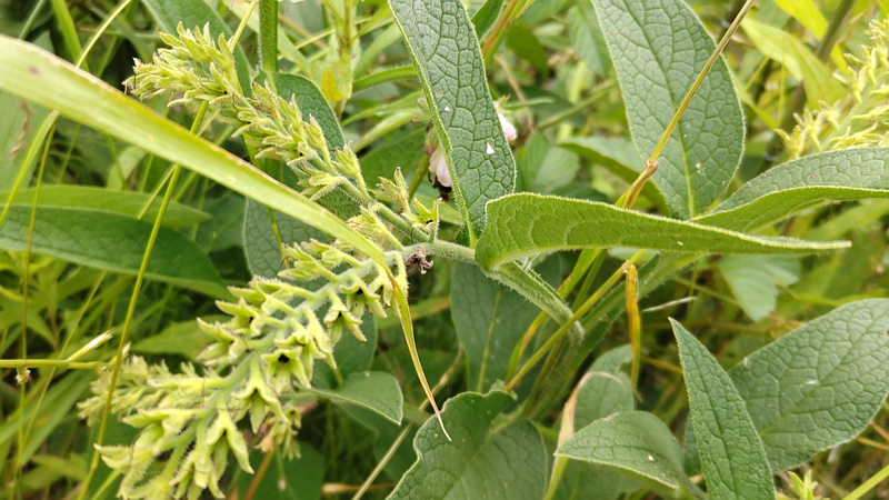 ヒレハリソウの果実 横浜市旭区鶴ヶ峰本町
