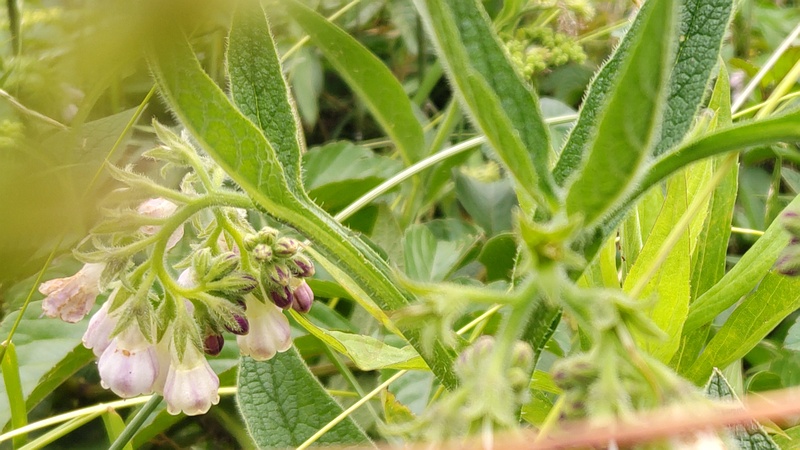 ヒレハリソウの花 横浜市旭区鶴ヶ峰本町