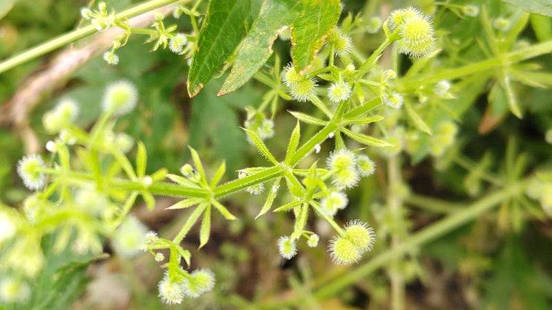 ヤエムグラの果実 横浜市旭区鶴ヶ峰本町
