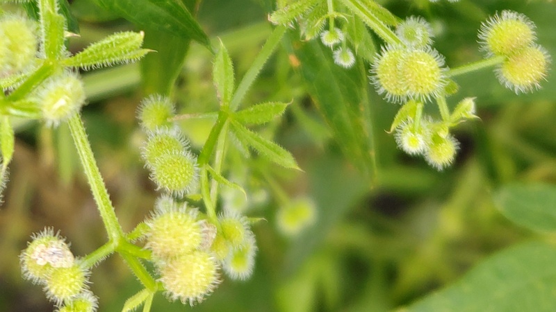 ヤエムグラの果実 横浜市旭区鶴ヶ峰本町
