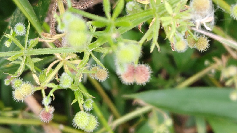 ヤエムグラの果実 横浜市旭区鶴ヶ峰本町