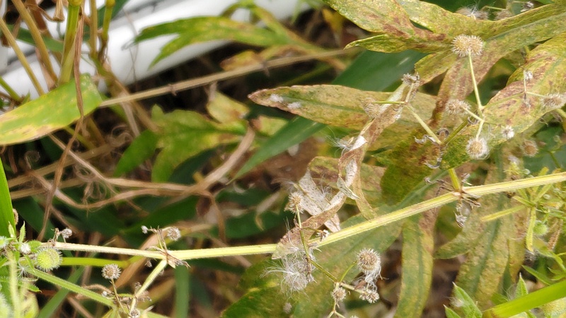 ヤエムグラの果実 横浜市旭区鶴ヶ峰本町