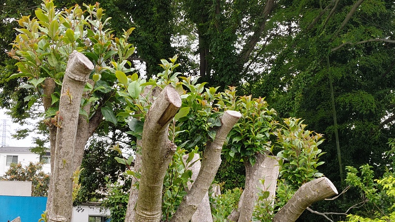 トウネズミモチの剪定跡 横浜市旭区鶴ヶ峰鶴ヶ峰本町公園