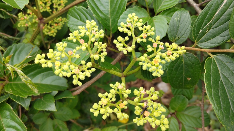 ヤブガラシの花 横浜市旭区鶴ヶ峰本町