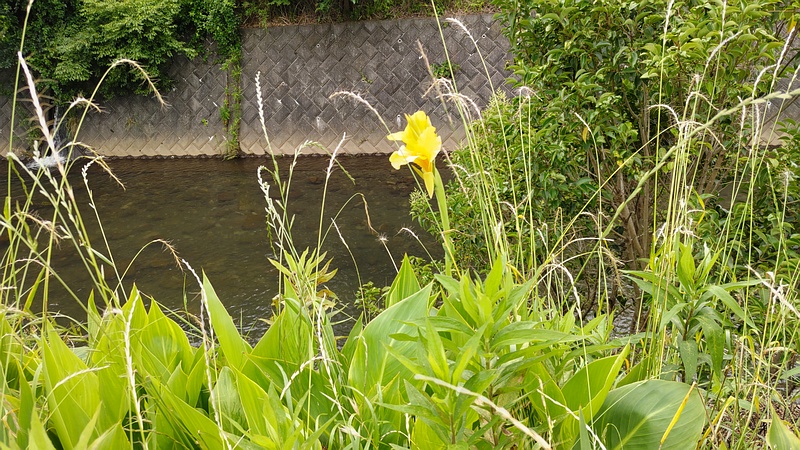 カンナの花 横浜市旭区今川町