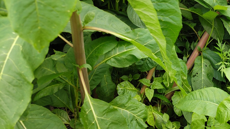 ヨウシュヤマゴボウの蕾 横浜市旭区今川町
