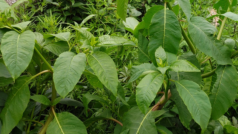 ヨウシュヤマゴボウの蕾 横浜市旭区今川町