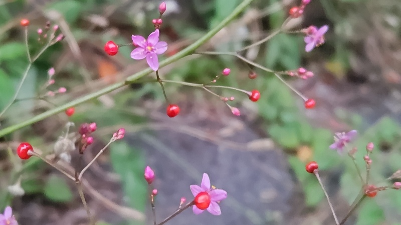 ハゼランの花 横浜市旭区今川町