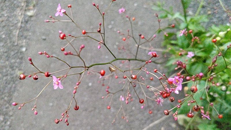 ハゼランの花 横浜市旭区今川町