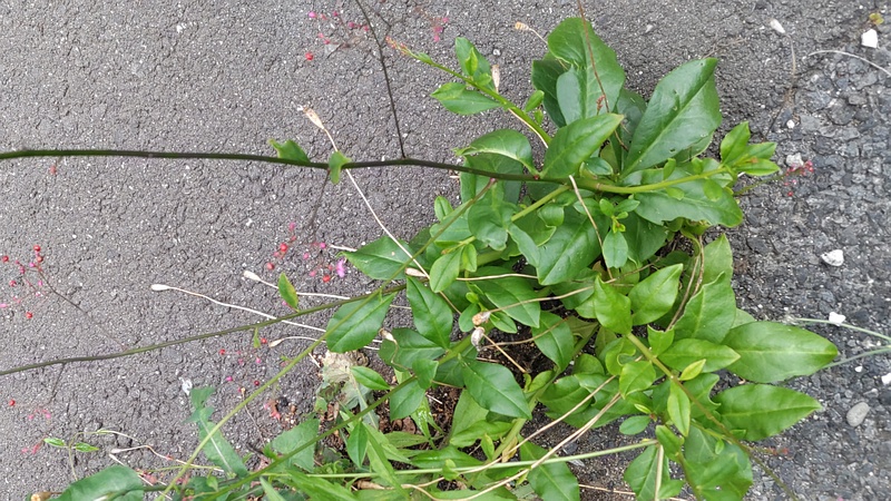 ハゼランの花 横浜市旭区今川町