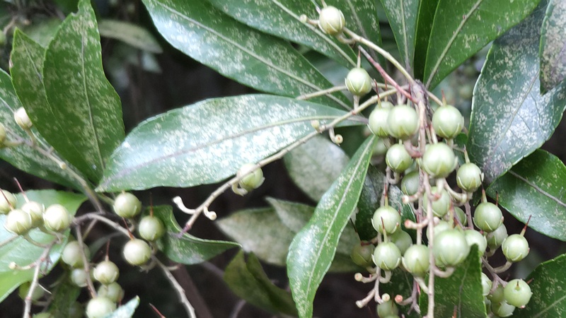 アセビの果実 横浜市旭区今川町