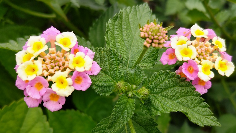 ランタナの花 横浜市旭区今川町