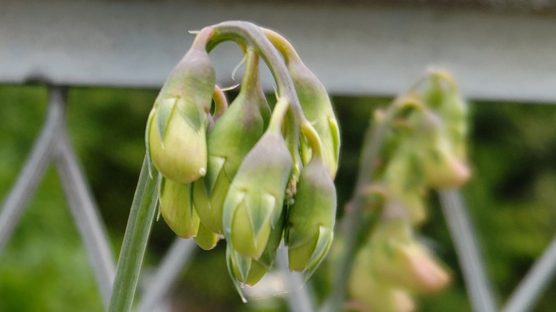 スイートピーの蕾 横浜市旭区鶴ヶ峰